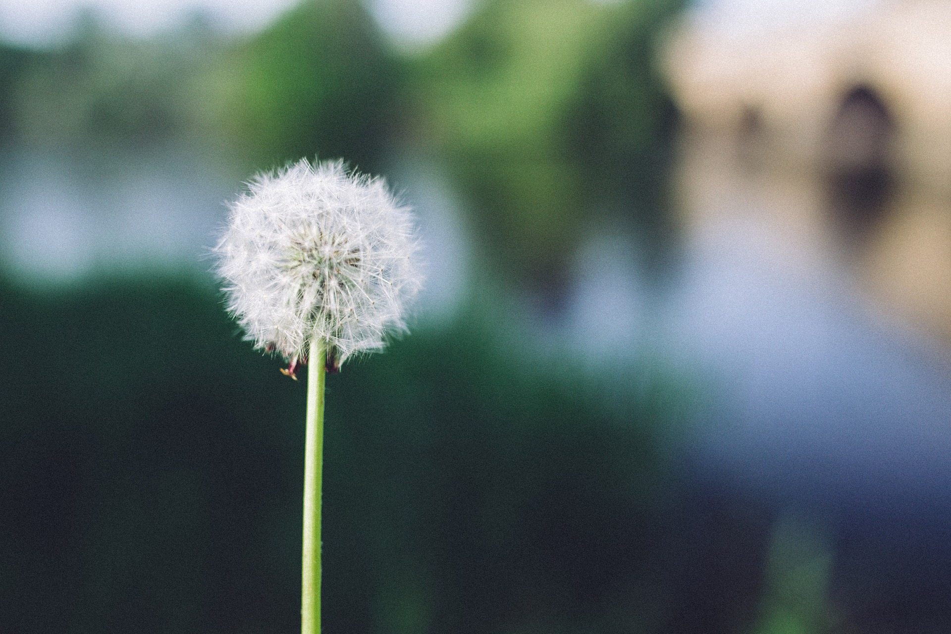 Dandelion Close Up